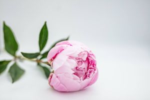 Różowa pojedyncza piwonia leżąca na blacie