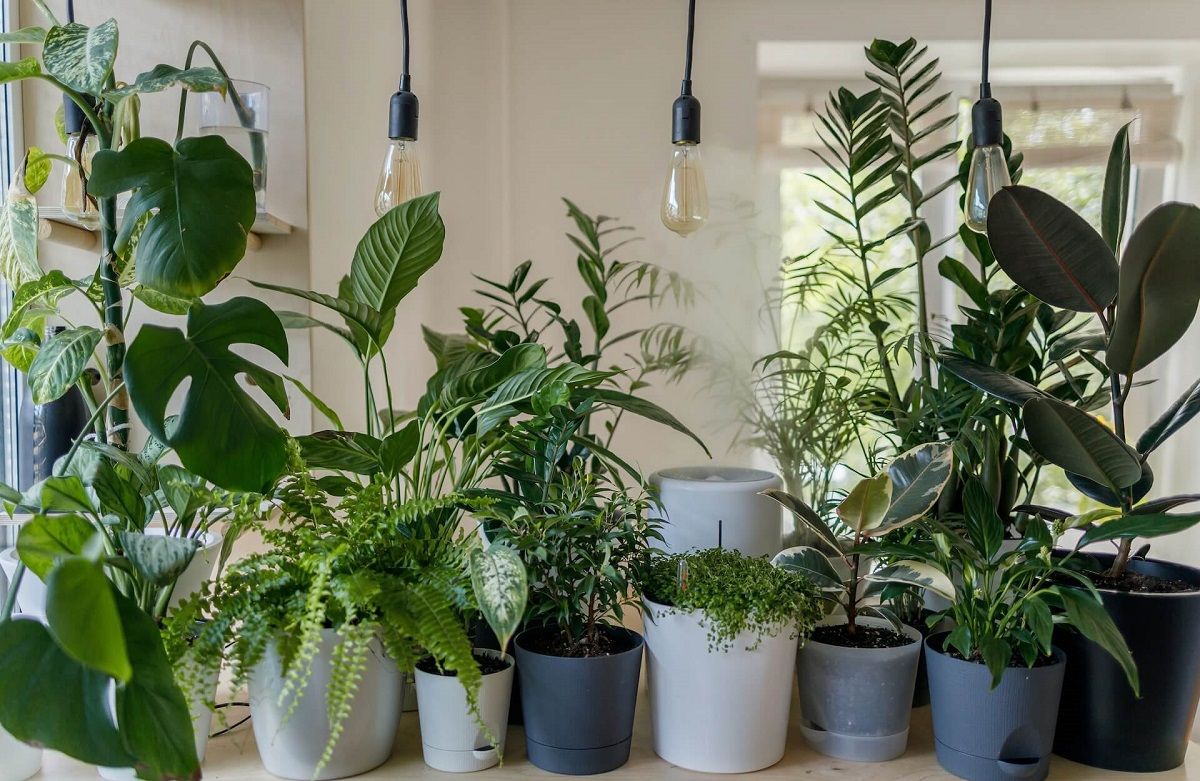 Draceny, paprocie i inne rośliny oczyszczające powietrze w pokoju