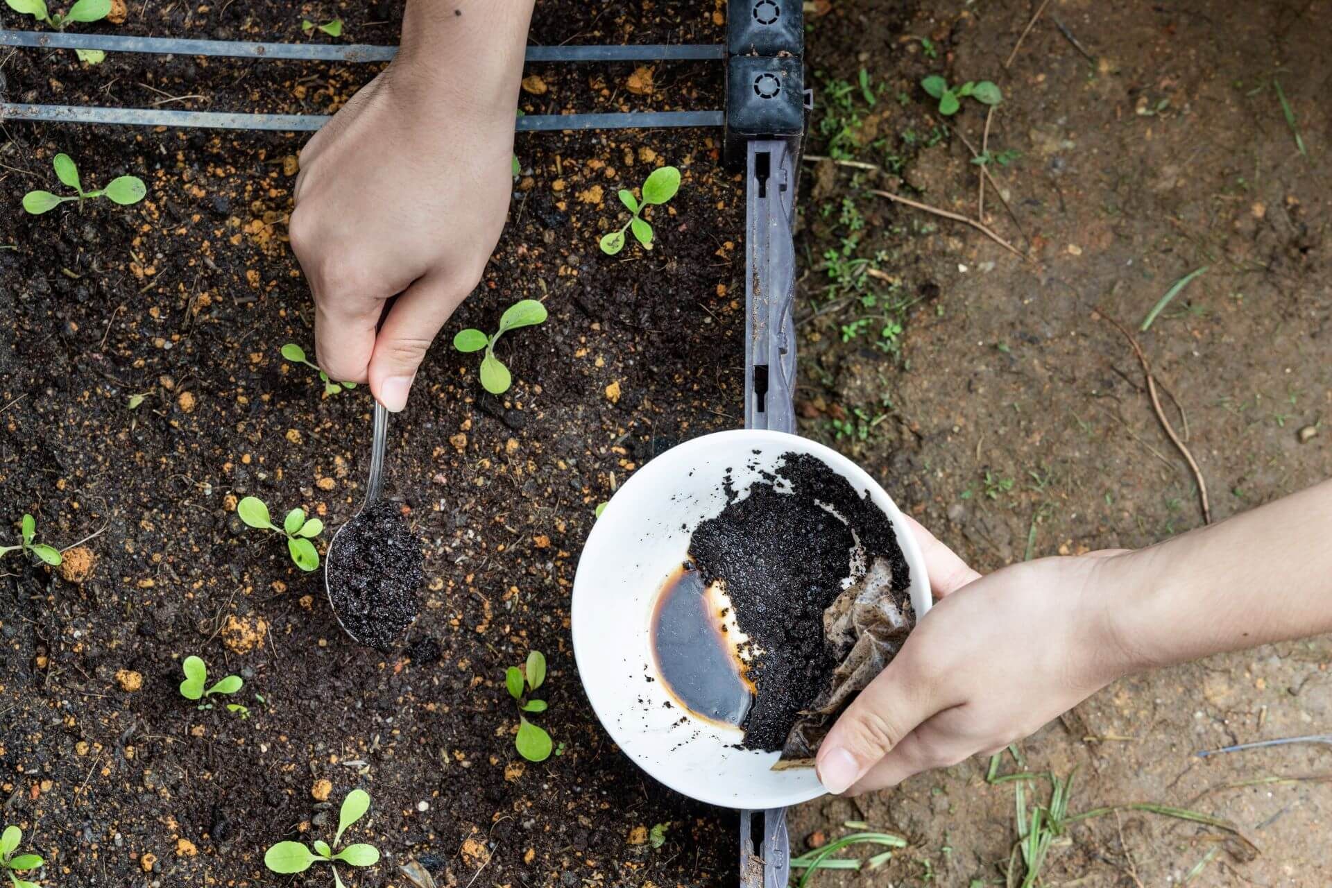 Jak stosować fusy z kawy w ogrodzie? Poradnik title