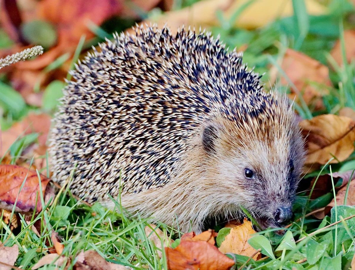 Jeż szuka schronienia w liściach