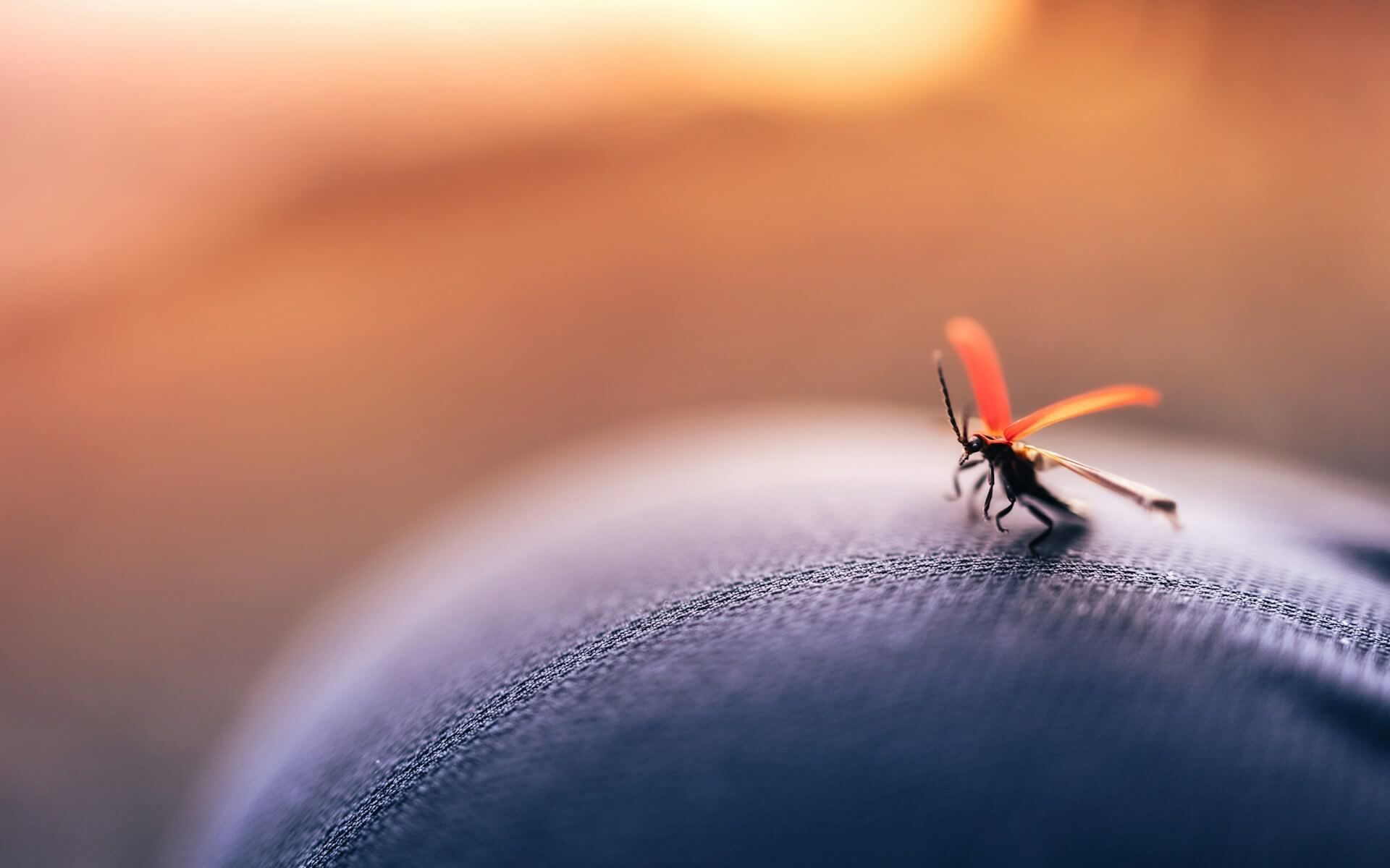 Globalne ocieplenie sprzyja komarom. Warto się chronić title