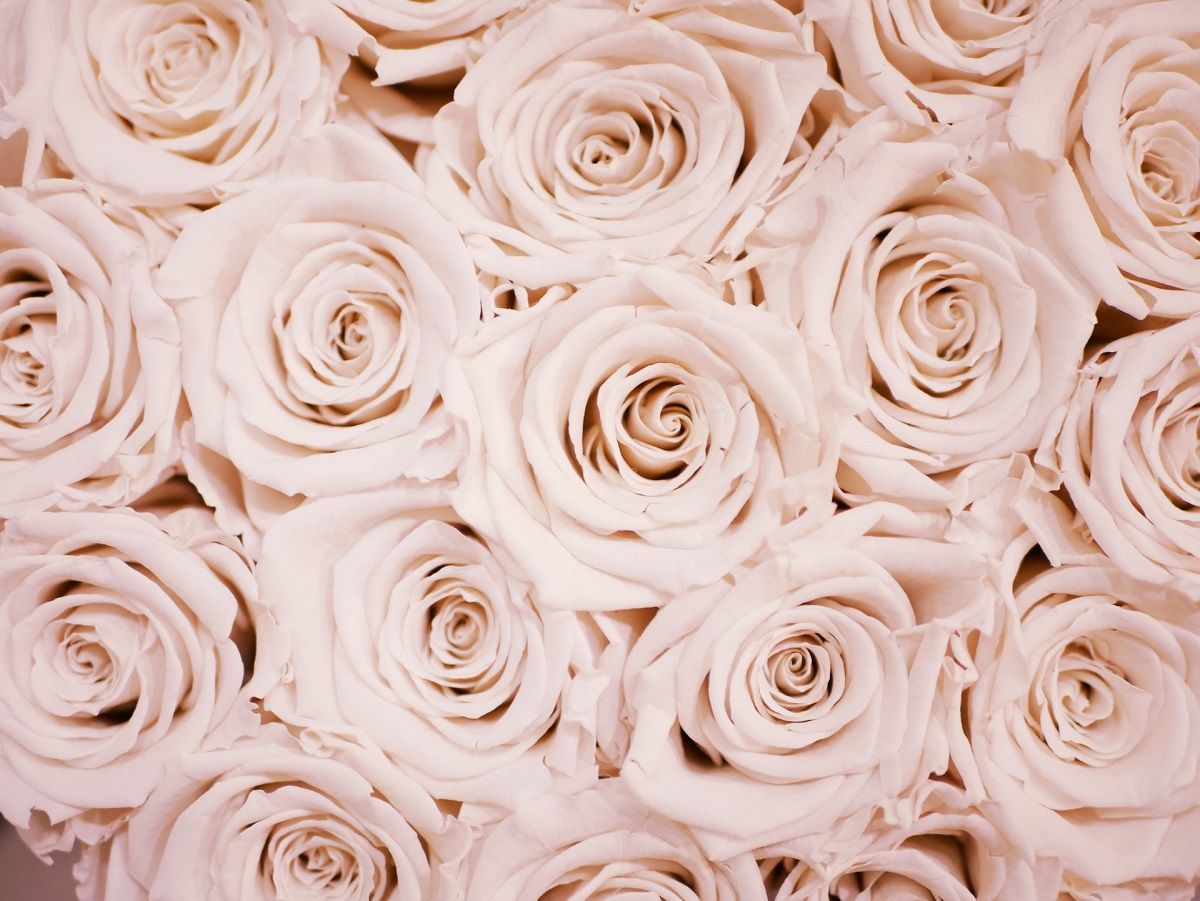 Płatki róży wykorzystywane są do produkcji olejku różanego