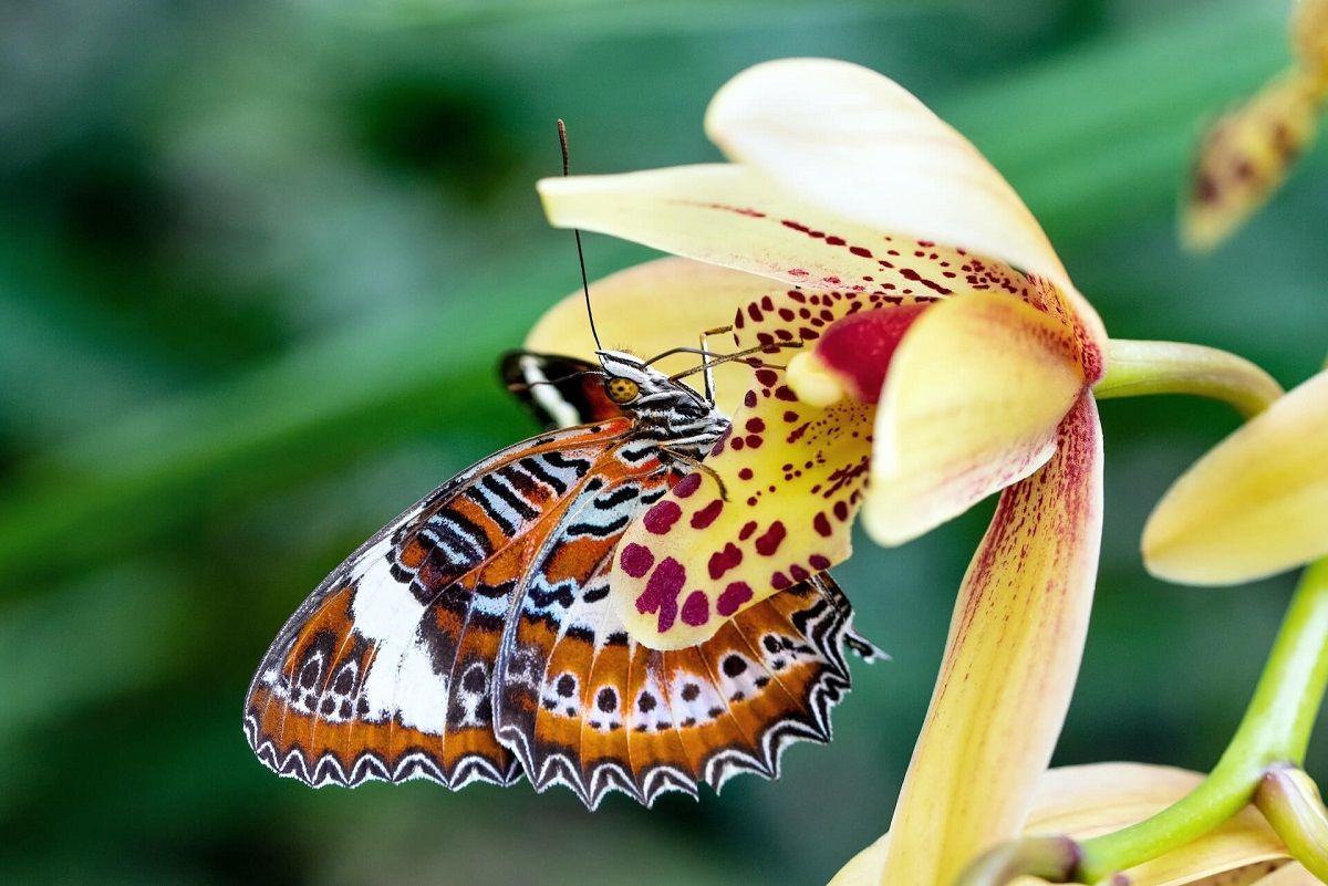 Storczyki przyciągają motyle na wiele róznych sposobów