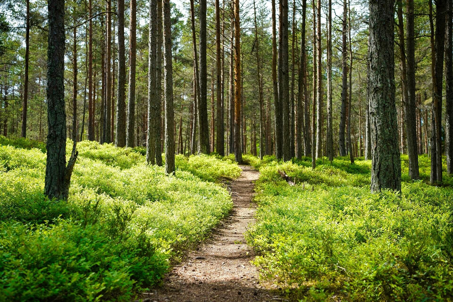 Zanurz się w lesie i poczuj jak wpływa na Twój organizm title