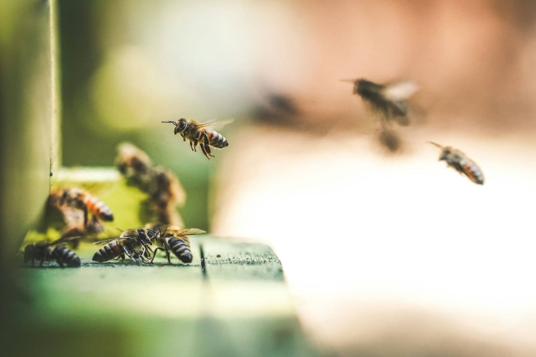 pszczoły w przestrzeni miejskiej