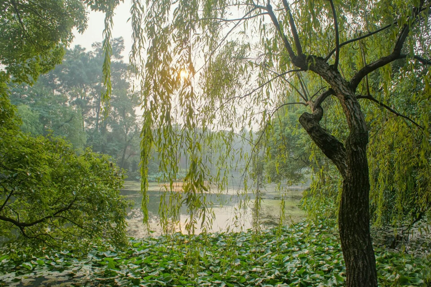 wierzba w parku wśród zieleni